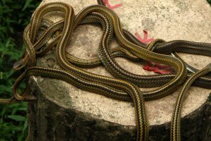 serpenti snakeisland
